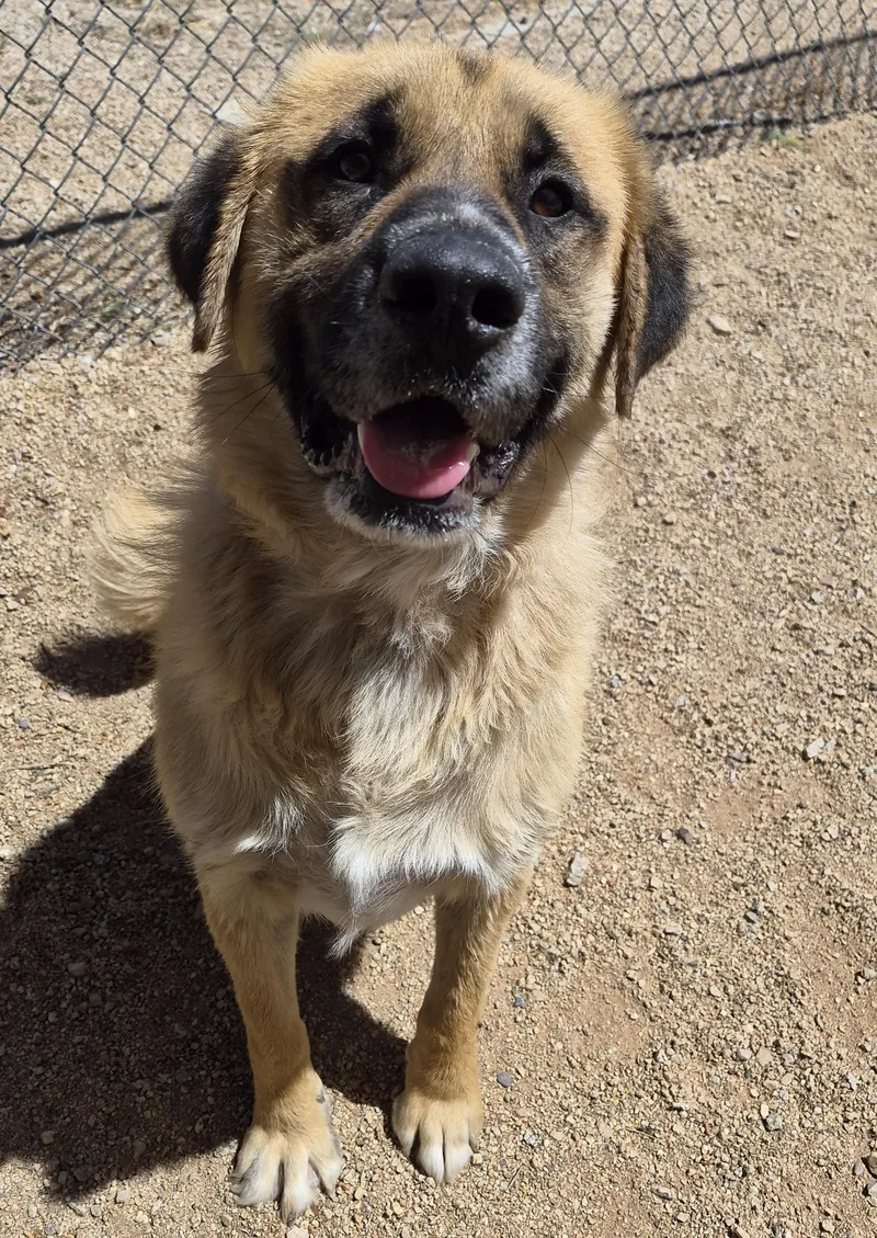 An adult extra large-sized male Yellow / Tan / Blond / Fawn Great Pyrenees dog named Belly for adoption in Sierra Vista, AZ