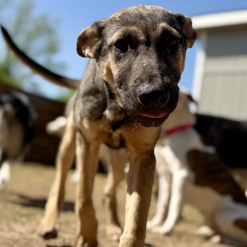 A baby medium-sized male Bicolor Mixed Breed dog named Flynn Ryder for adoption in Seville, OH