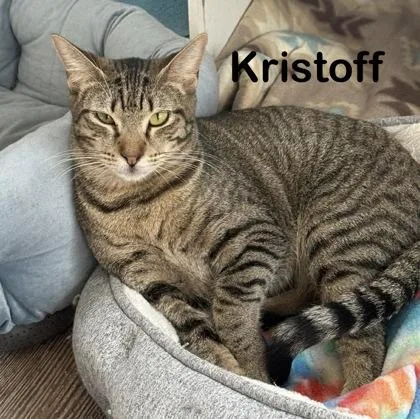 A young large-sized male Domestic Short Hair cat named Kristoff for adoption in Bridgewater, NJ