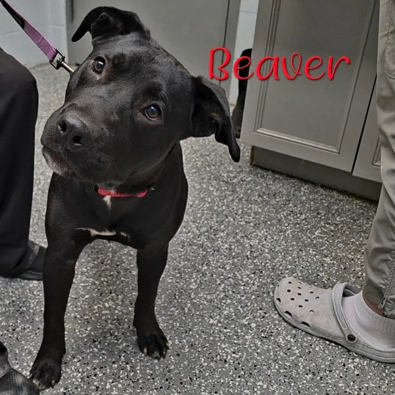 An adult medium-sized male Black Pit Bull Terrier dog named Beaver for adoption in Parkersburg, WV