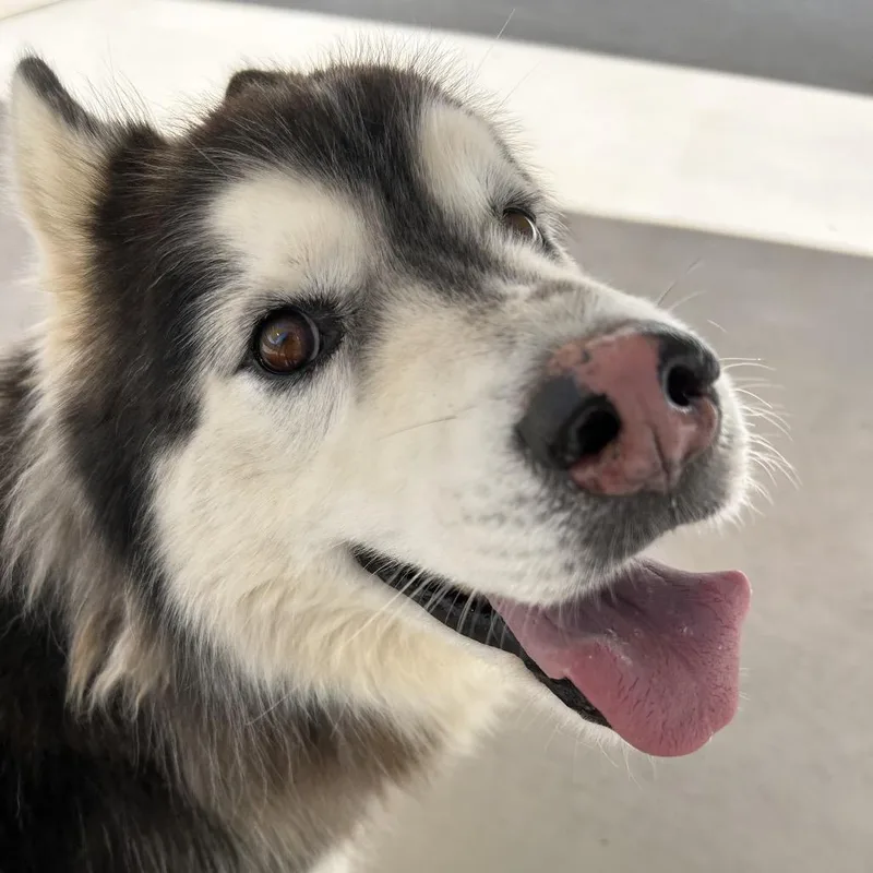An adult large-sized male Black Siberian Husky dog named Taz for adoption in Harrisonburg, VA