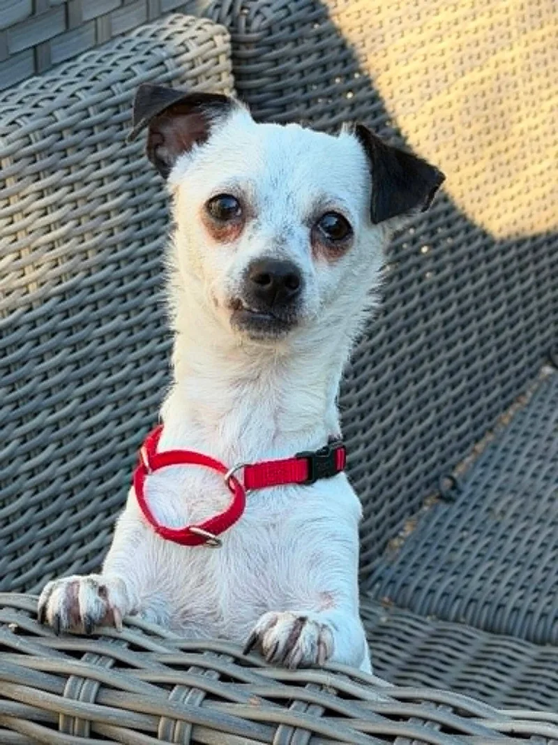 An adult small-sized male Chihuahua dog named Snoopy for adoption in Sunnyvale, CA