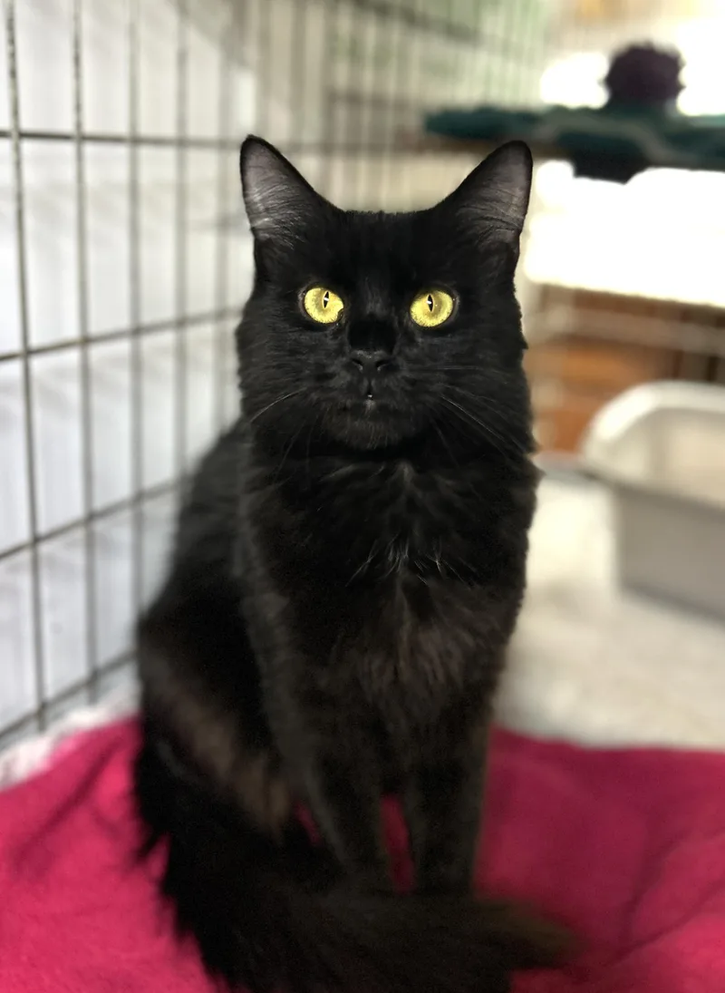 An adult medium-sized female Black Domestic Short Hair cat named Crystal for adoption in Avon Lake, OH