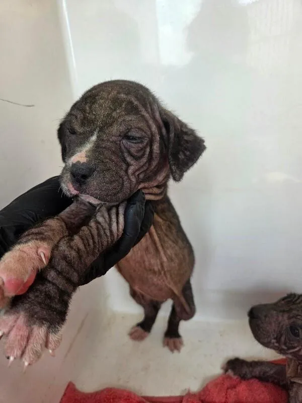 A young small-sized female Black Mixed Breed dog named Narcissa for adoption in Mobile, AL