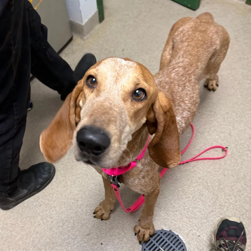 An adult medium-sized female Red / Chestnut / Orange Hound dog named Lainey for adoption in Brookfield, WI