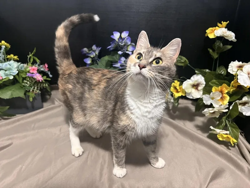 A young medium-sized female Dilute Calico cat named Penny for adoption in Fayetteville, GA