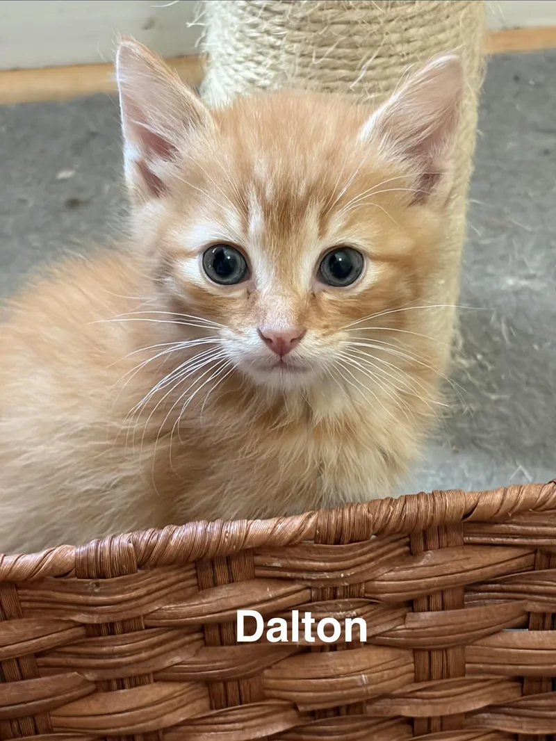 Dalton