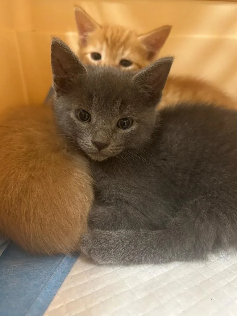 A baby small-sized male Abyssinian cat named 2026-05-077 for adoption in Winder, GA