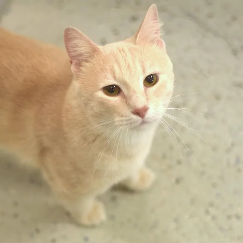 Simba thumbnail 2