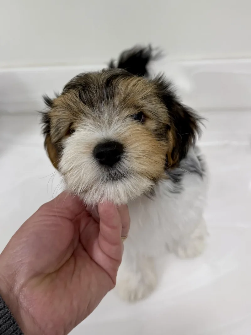 A baby small-sized male Tricolor (Brown, Black, & White) Yorkshire Terrier dog named Teddy for adoption in Los Alamitos, CA