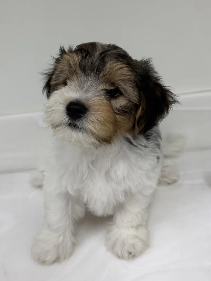 Teddy thumbnail 2