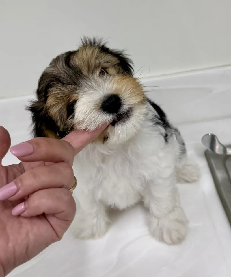 Teddy thumbnail 3