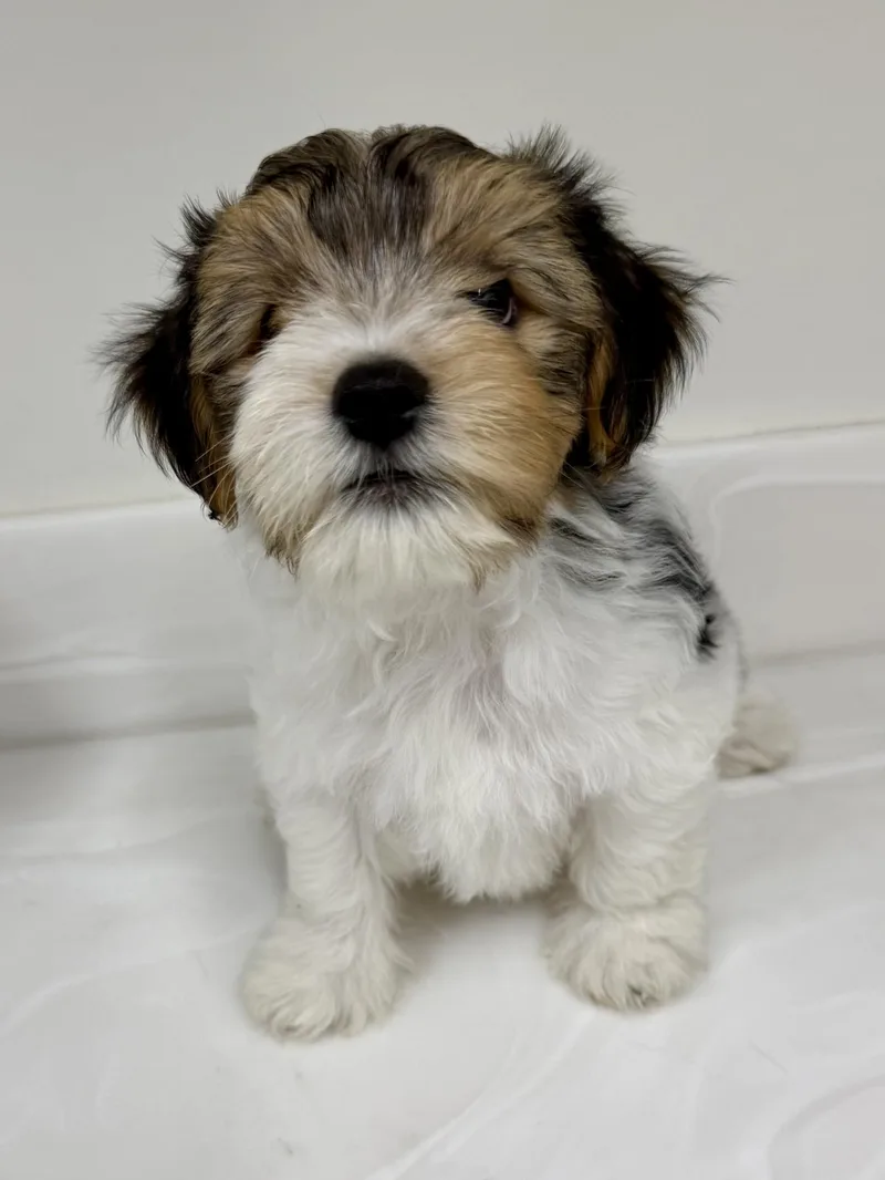 Teddy thumbnail 4