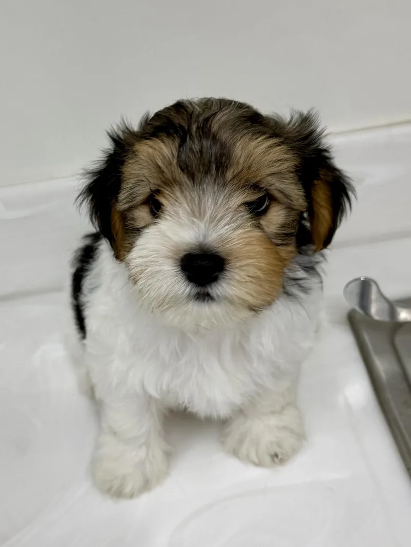 Teddy thumbnail 5