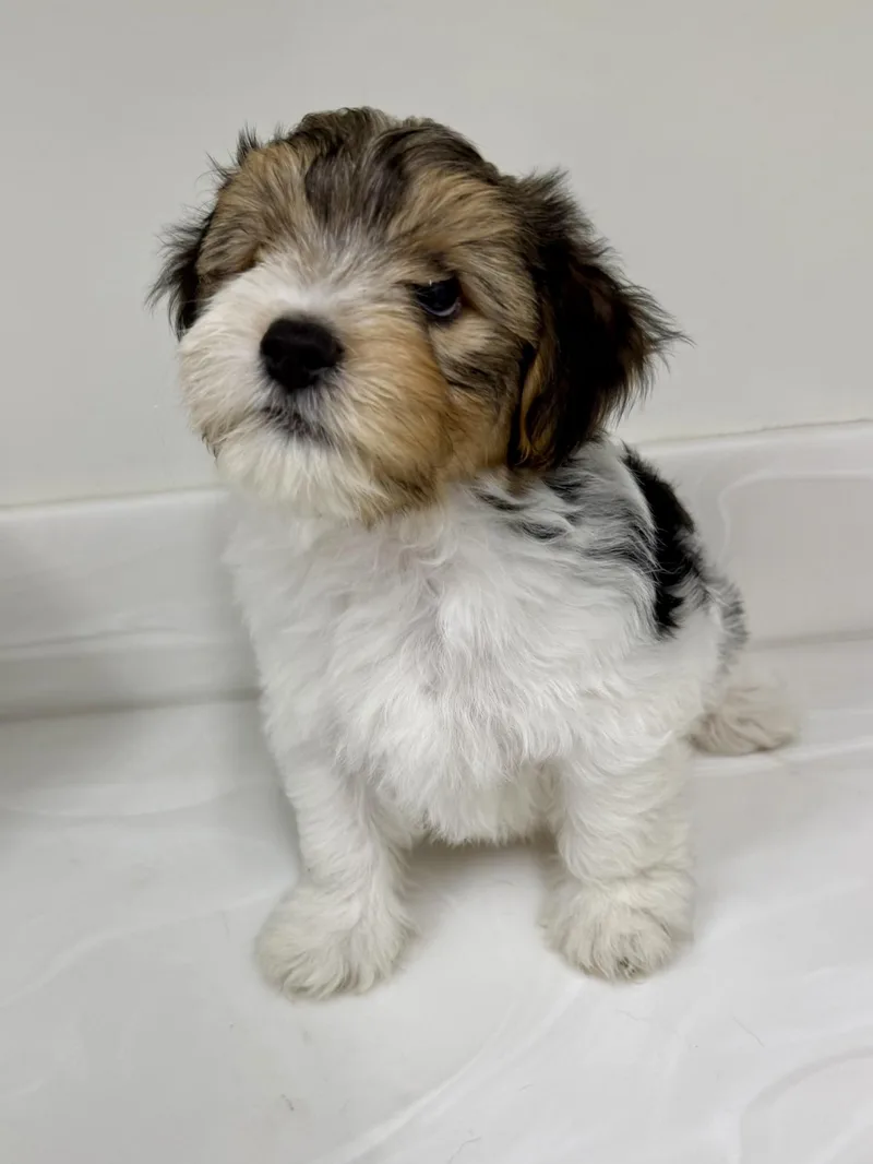 Teddy thumbnail 6