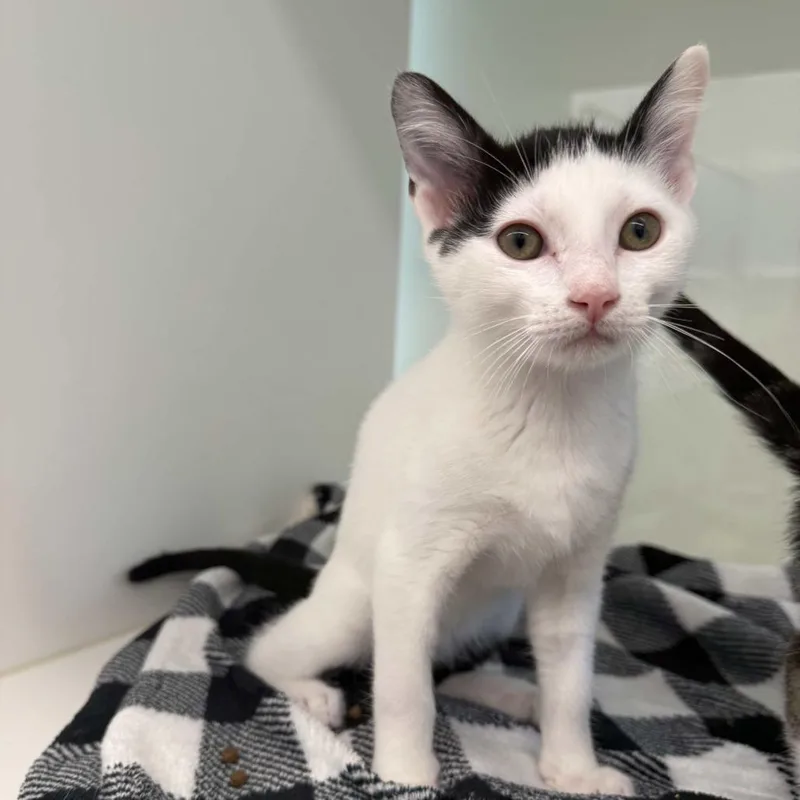 A baby small-sized male White Domestic Short Hair cat named Tom for adoption in Beaumont, TX