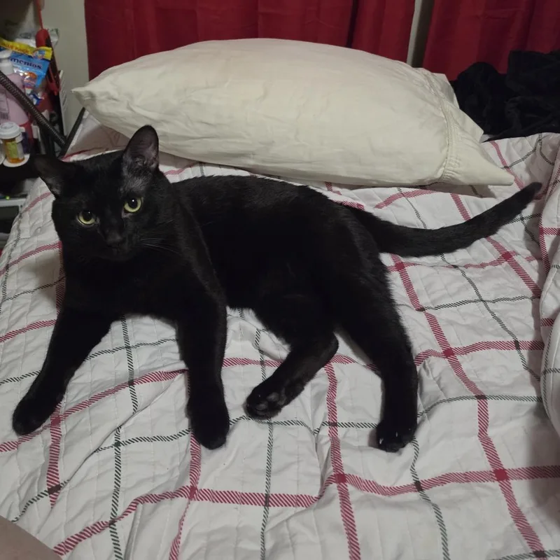 An adult small-sized male Black Domestic Short Hair cat named Synystyr for adoption in Grantsville, UT