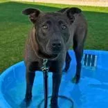 An adult medium-sized female Labrador Retriever dog named Watermelon for adoption in Gastonia, NC