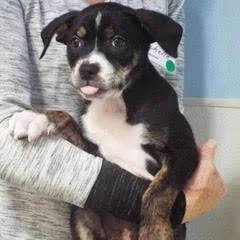 A baby medium-sized male Tricolor (Brown, Black, & White) Mixed Breed dog named Jackson for adoption in Green Valley, AZ