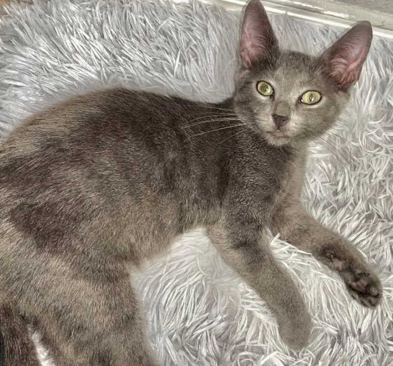 A baby small-sized male Domestic Short Hair cat named Blue for adoption in Grand Bay, AL