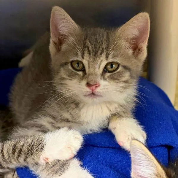 A baby small-sized female Domestic Short Hair cat named Pochacco for adoption in Walnut Creek, CA