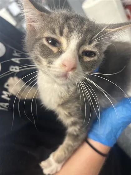 A baby small-sized male Domestic Short Hair cat named Carmine for adoption in Largo, FL