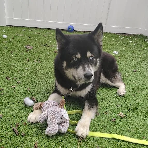 An adult large-sized male Black Husky dog named Moon for adoption in Oak Park, IL