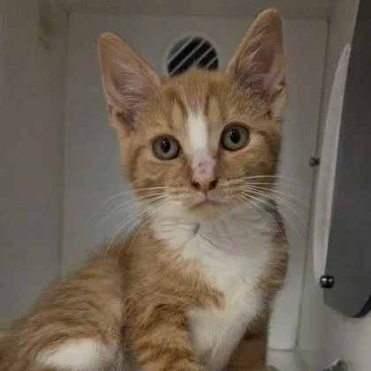 Sherbert