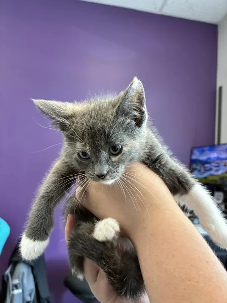 A baby small-sized female Domestic Short Hair cat named Cheese for adoption in Salt Lake City, UT