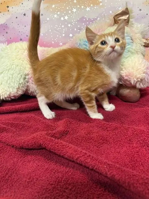 A baby small-sized female Domestic Short Hair cat named Katie for adoption in Modesto, CA