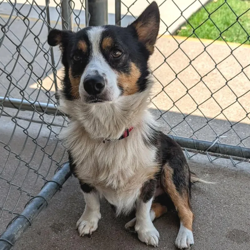 An adult medium-sized male Black Corgi dog named Famous Mr Ed for adoption in Austin, TX