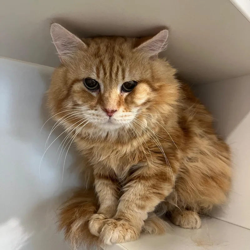 Max