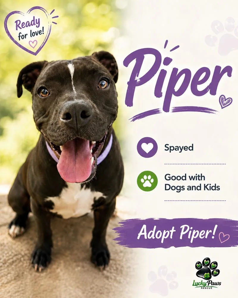 A baby medium-sized female Tricolor (Brown, Black, & White) American Staffordshire Terrier dog named Pip for adoption in Sumter, SC