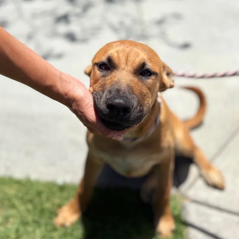 A baby medium-sized female Yellow / Tan / Blond / Fawn Pit Bull Terrier dog named Gnash for adoption in Hawthorne, CA