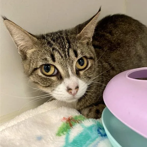 A young medium-sized female Brown / Chocolate Domestic Short Hair cat named Storm for adoption in Hawthorne, CA