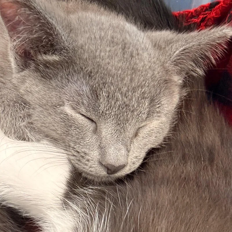 A baby small-sized male Gray / Blue / Silver Domestic Short Hair cat named Waxing Gibbous for adoption in Evansville, IN