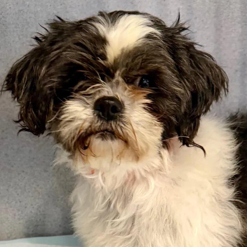 Joni Mighty Mama Dancey