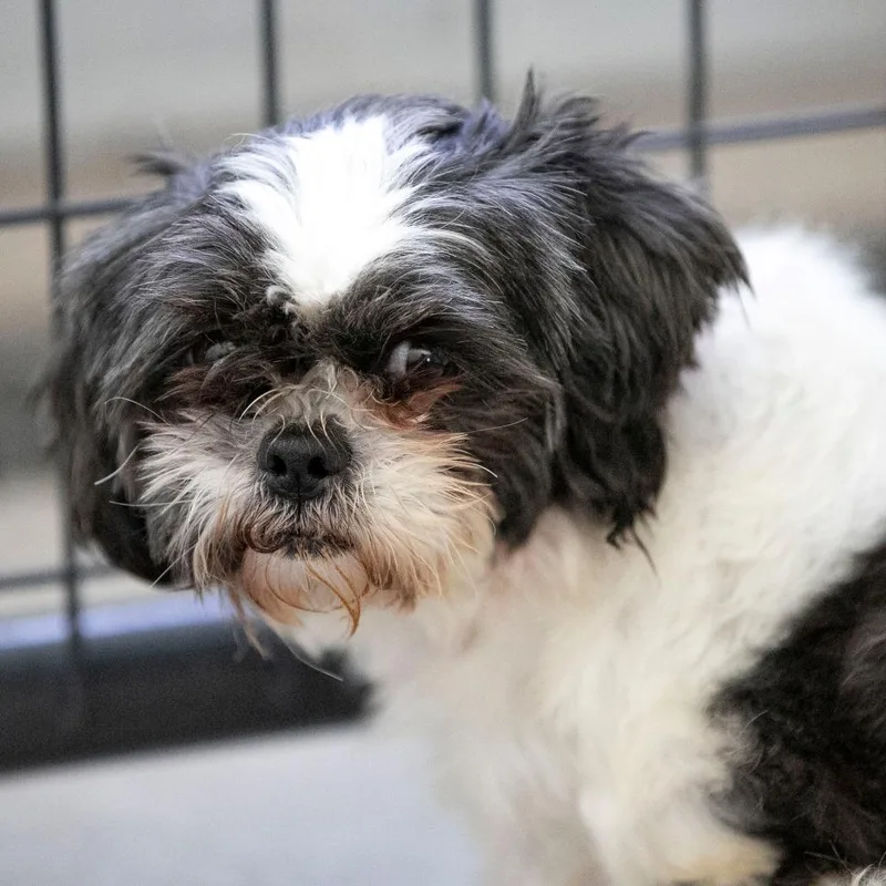 Joni Mighty Mama Dancey thumbnail 2