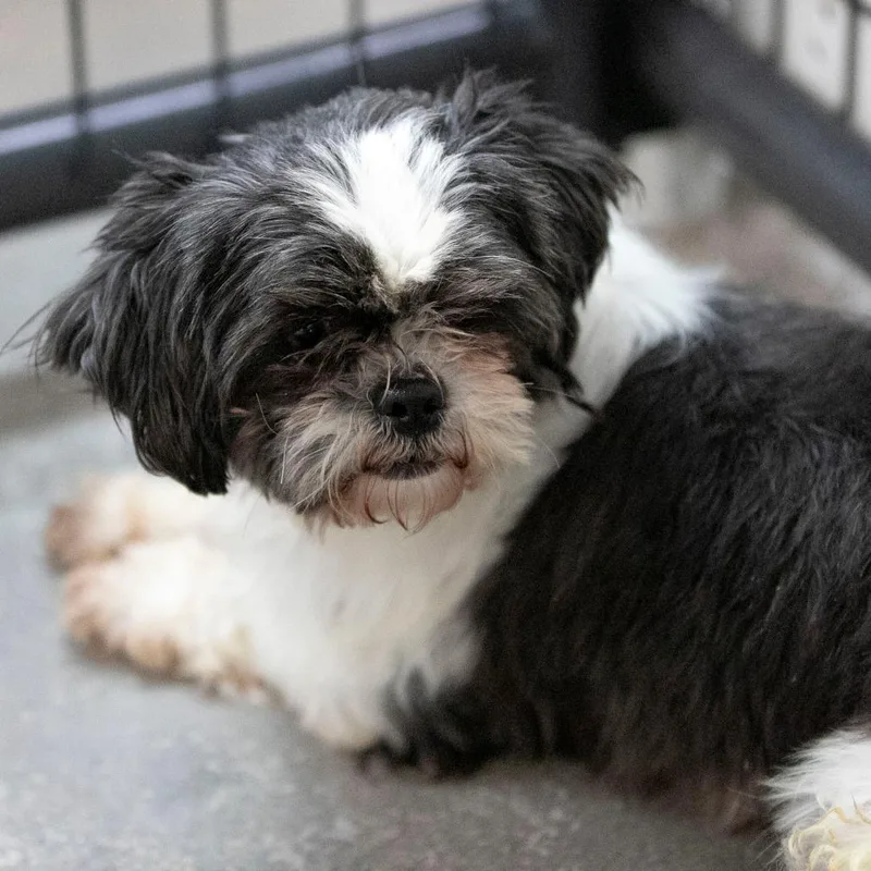 Joni Mighty Mama Dancey thumbnail 3