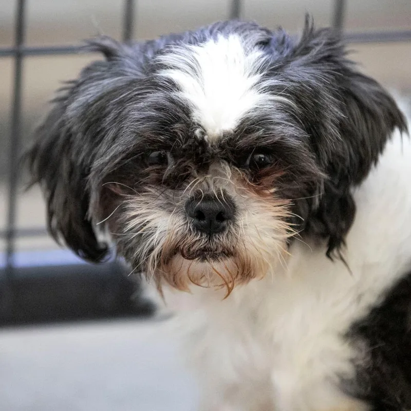 Joni Mighty Mama Dancey thumbnail 4