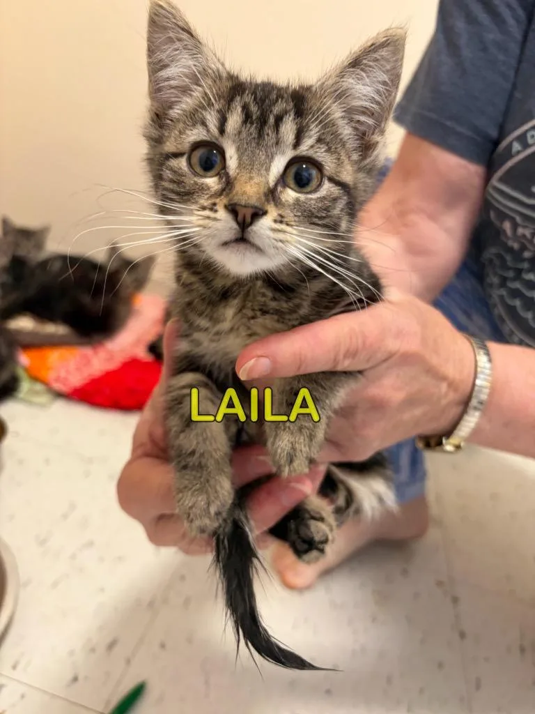 A baby small-sized female Domestic Short Hair cat named Laila for adoption in Plattsburgh, NY