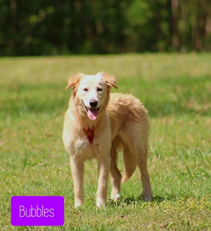 A young large-sized female Golden Retriever dog named Bubbles for adoption in Stockbridge, GA