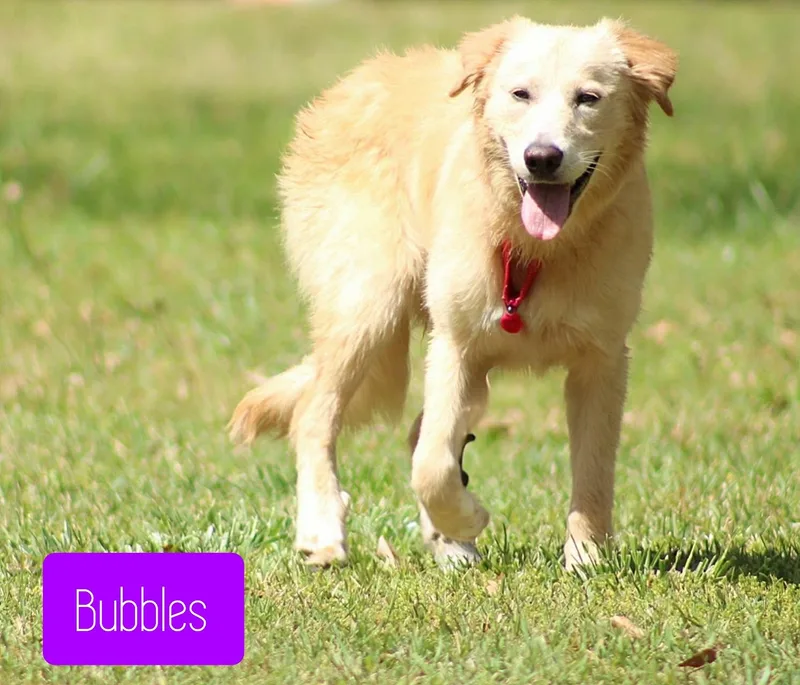 Bubbles thumbnail 3