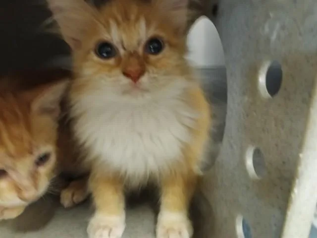 A baby medium-sized female Domestic Short Hair cat named Sasha for adoption in Downey, CA