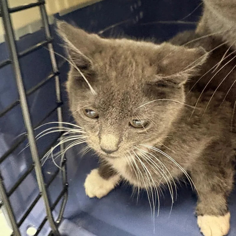 A baby small-sized male Gray / Blue / Silver Domestic Short Hair cat named Camillo for adoption in Allentown, PA
