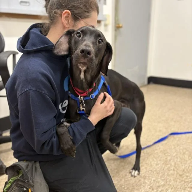 An adult medium-sized female Labrador Retriever dog named Percy for adoption in Boston, MA
