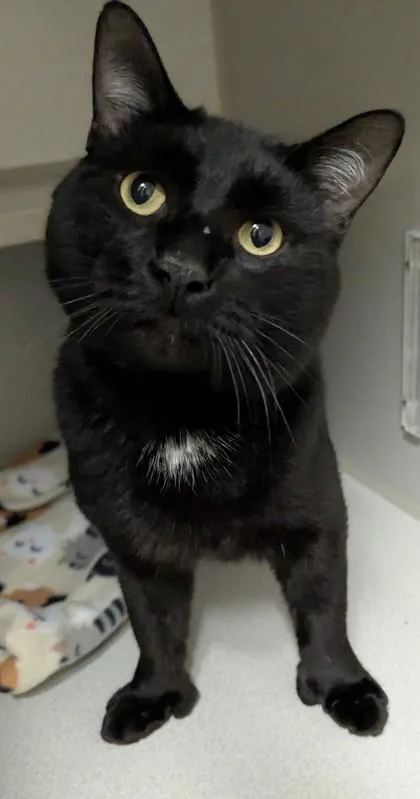 A young large-sized male Domestic Short Hair cat named Zorro for adoption in Divide, CO