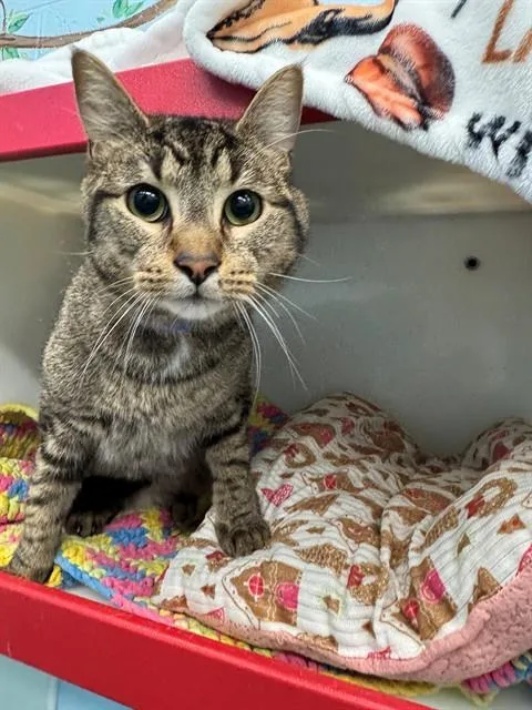 A young medium-sized male Domestic Medium Hair cat named Richmond for adoption in Peoria, IL