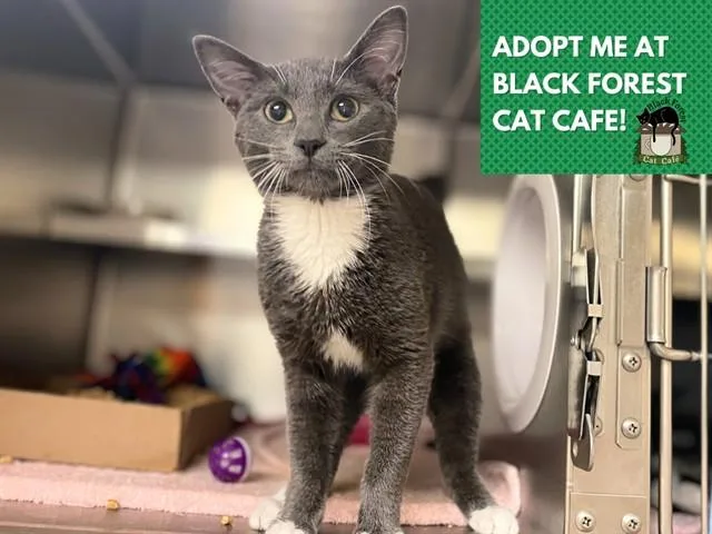 A young medium-sized male Domestic Short Hair cat named Zazoo for adoption in Fort Wayne, IN