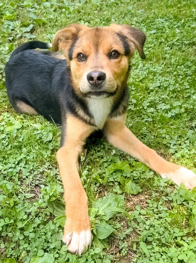 Mojo